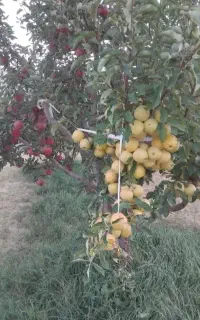 باغبانی وهرس کاری وپیوند زنی وابیاری انواع درخت
