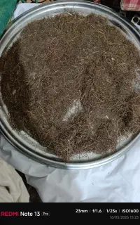 زیره کوهی علا جنوب کرمان