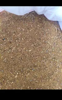 بزر یونجه