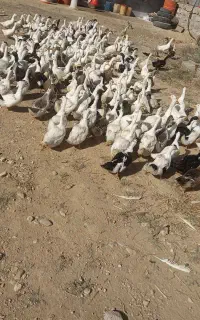 اردک بالغ