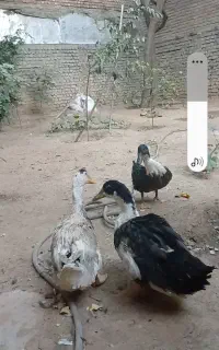 اوردک تخم گذار