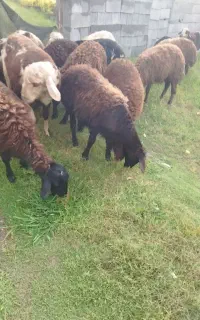 بره نر
