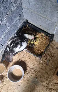 فروش اردک اسرائیلی مادر با جوجه اردک