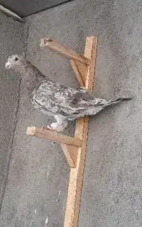 کوتر