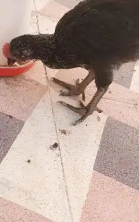 جوجه خروس محلی