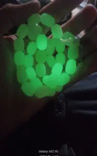 تسبیح شب نما