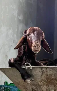 سلاخی وقصابی سیار