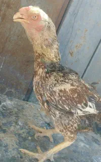 ماده مرغ تخمی