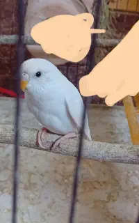 پرنده