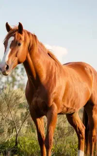 نریون کهر سرحال