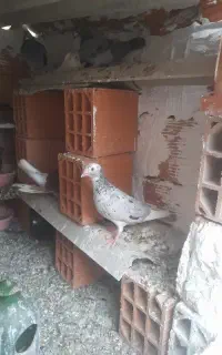 کبوتررنگی