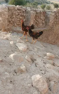 بچه خروس چاق و نژاد دار اصل قدیمی اطراف کازرون