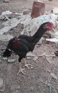 جوجه لاری