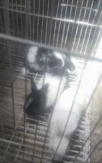 جوجه خرگوش ناز