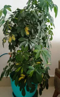گل شفلرا