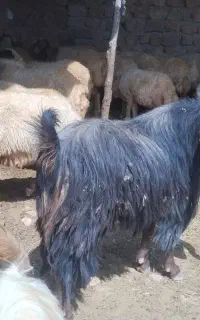 ساورین