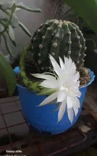باغچه آرایی