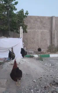 فروش یا معاوضه خروس یکساله با مرغ.