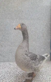 غاز ماده