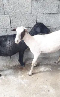 فروش دو راس گوسفند ماده