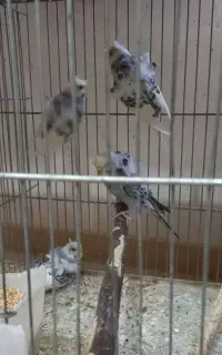 ۴ عدد مرغ عشق پروانه ای گل مهر