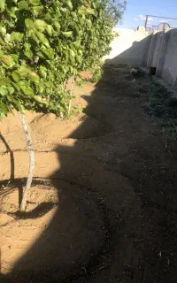 شخم  با تیلروسمپاشی