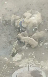 پژدر