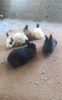 خرگوش