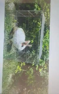 خرگوش