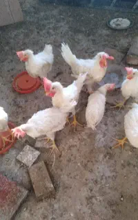 خروس جوان،خانگی