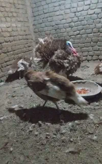 بوقلمون