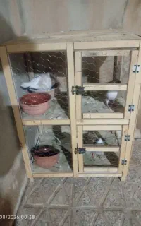 کبوتر با قفس