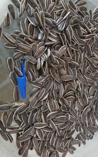 تخمه آفتابگردان اس ۴۰۰ کشت محلی