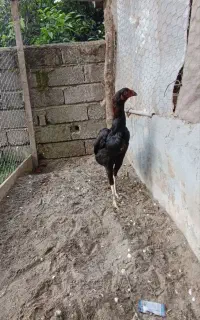 فروش مرغ و خروس  ۶ ماهه