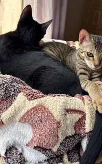 واگذاری بچه گربه 5 ماهه