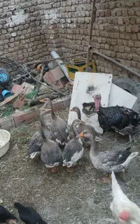غاز بوقلمون