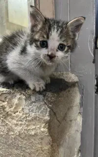 واگذاری بچه گربه