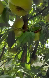 باغ  ۴ساله به مساحت۱۷۰۰متر