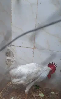 خروس جوان