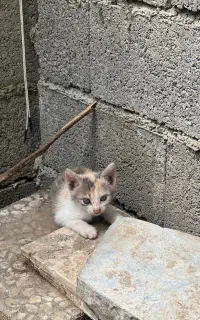 واگذاری گربه
