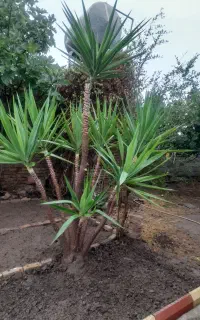 یوکا ۷ ساله شاداب وسرحال