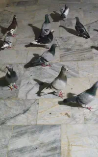 کبوتر نر ماده