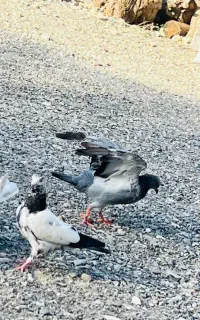 کفتر معاوضه با زاغ