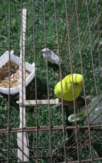 سلام فروش اعدد فنچ ۱عددمرغ عشق