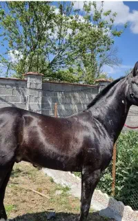 اسب ترکمن ۵ ساله مخصوص کورس