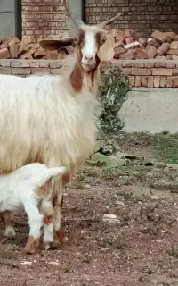 بز با بچه اش