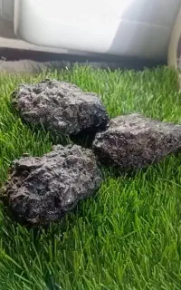 گوهر شب چراغ کلکسیونی