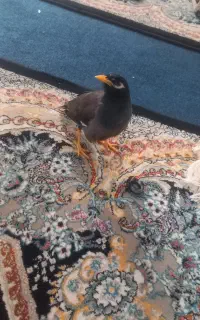 مینا