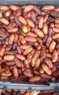 خرما ربی مضافتی زرد دان انواع مدل خرما