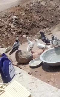 کفتر